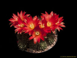 Rebutia margarethae WR521 1815